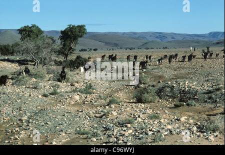 Troupeau de chèvres arbres en semi-désert du Sahara, Maroc Banque D'Images