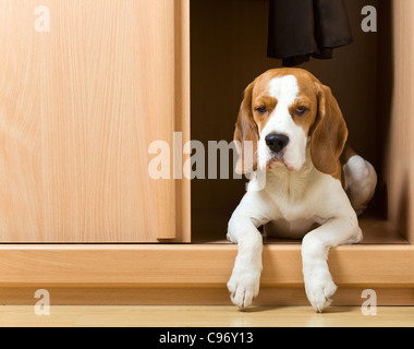 L'absence de chien a grimpé dans une armoire. Banque D'Images