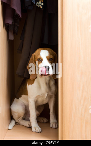 L'absence de chien a grimpé dans une armoire. Banque D'Images