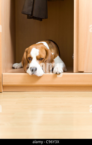 L'absence de chien a grimpé dans une armoire. Banque D'Images