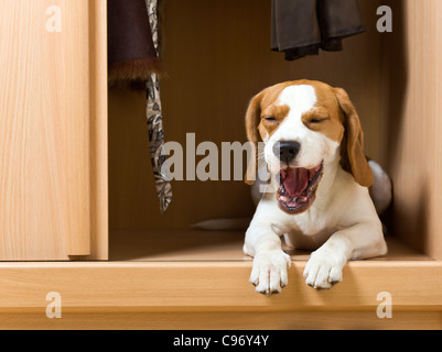 L'absence de chien a grimpé dans une armoire. Banque D'Images