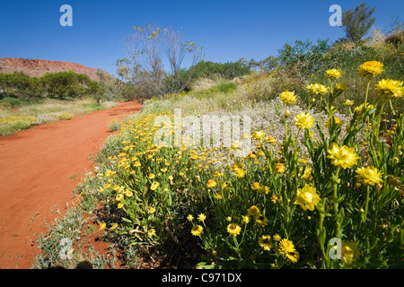 Fleurs sauvages dans l'Alice Springs Desert Park. Alice Springs, Territoire du Nord, Australie Banque D'Images