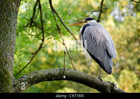 Héron cendré Ardea cinerea assis sur un arbre Banque D'Images