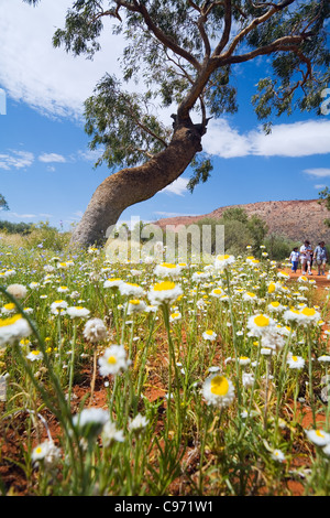 Fleurs des champs en fleurs à l'Alice Springs Desert Park. Alice Springs, Territoire du Nord, Australie Banque D'Images