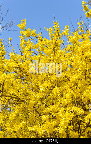 Border forsythia (Forsythia x intermedia 'spectabilis') Banque D'Images