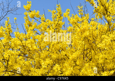 Border forsythia (Forsythia x intermedia 'spectabilis') Banque D'Images