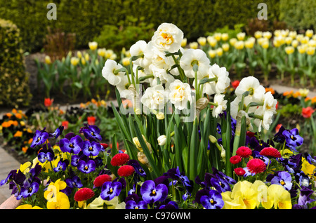 La jonquille (Narcissus double couronne nuptiale), horned pansy (viola cornuta) et daisy commun (Bellis perennis) Banque D'Images