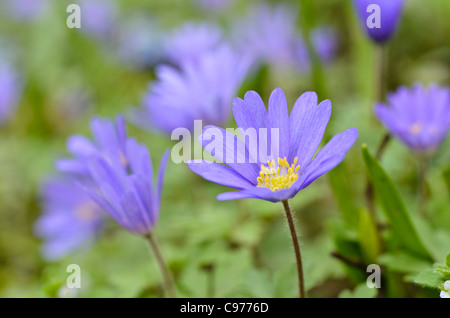 Le Grecian windflower anemone blanda '(tons de bleu') Banque D'Images