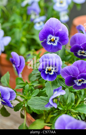 Pansy cornu (viola cornuta) Banque D'Images