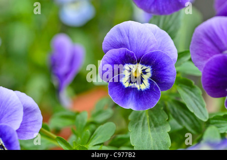 Pansy cornu (viola cornuta) Banque D'Images