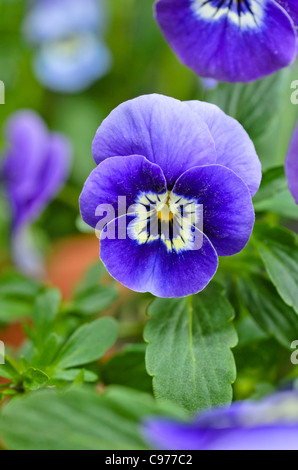 Pansy cornu (viola cornuta) Banque D'Images