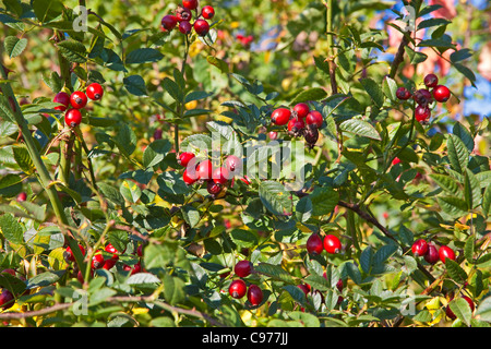 Les hanches de Rose (rosa canina) Septembre 2011 Banque D'Images