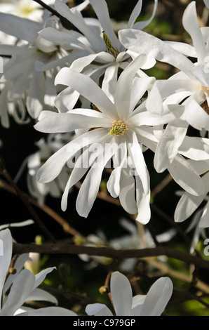 Star magnolia (Magnolia stellata 'Royal Star') Banque D'Images