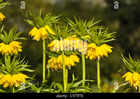 Couronne impériale (fritillaria imperialis 'lutea') Banque D'Images