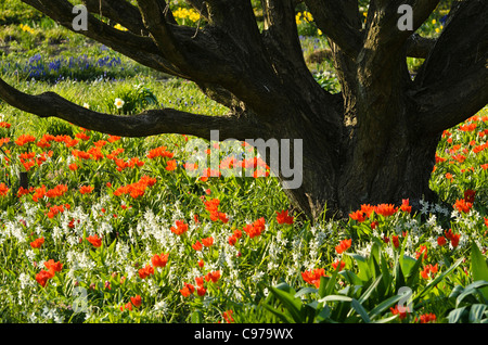 Star signe de Bethléem (ornithogalum nutans) et tulipes (tulipa) Banque D'Images