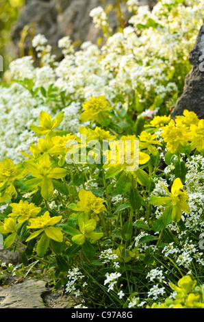 L'euphorbe ésule (Euphorbia amygdaloides bois) et d'épandage (arabis procurrens rock cress) Banque D'Images