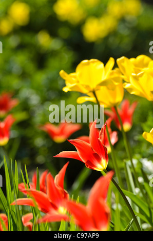 Lily-flowered tulip (tulipa) Aladdin Banque D'Images