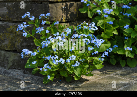 Vipérine commune de Sibérie (Brunnera macrophylla syn. myosotis macrophylla) Banque D'Images