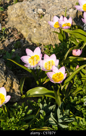 Tulipe sauvage (tulipa saxatilis 'lilac wonder' syn. tulipa bakeri 'lilac wonder') Banque D'Images