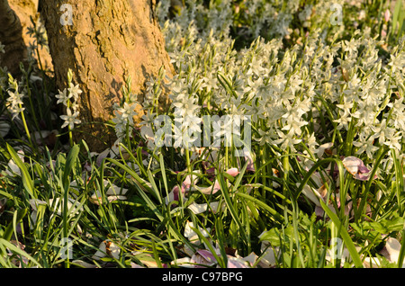 Star signe de Bethléem (ornithogalum nutans) avec les feuilles de magnolia Banque D'Images