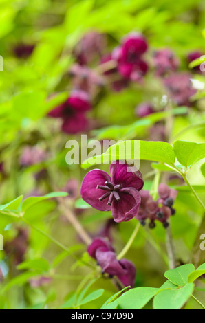 Vigne chocolat (Akebia quinata) Banque D'Images