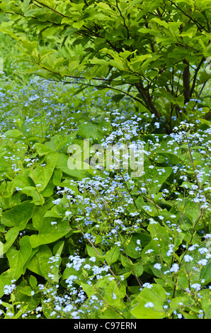 Vipérine commune de Sibérie (Brunnera macrophylla syn. myosotis macrophylla) Banque D'Images