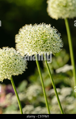 L'échalote (Allium stipitatum persan 'mount everest') Banque D'Images