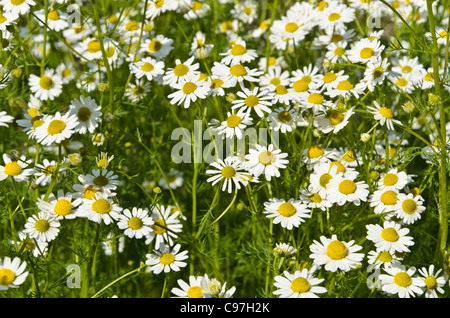 Chanomile allemand matricaria recutita (Matricaria chamomilla) syn. Banque D'Images