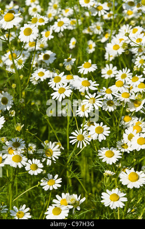 Chanomile allemand matricaria recutita (Matricaria chamomilla) syn. Banque D'Images