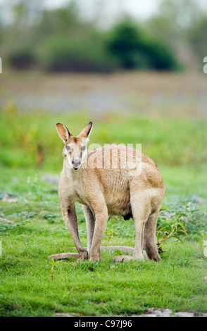 Wallaby Agile (Macropus agilis) dans la Mary River Wetlands. Mary River National Park, Territoire du Nord, Australie Banque D'Images