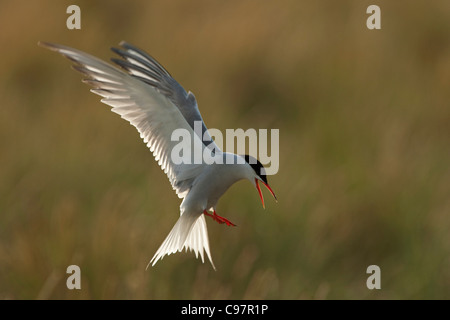 La sterne pierregarin (Sterna hirundo) appelant et planant au-dessus de niche en colonie de reproduction dans les dunes Banque D'Images