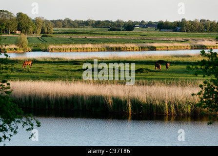 River, Treene Schwabstedt, Schleswig-Holstein, Allemagne Banque D'Images