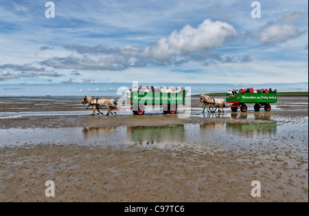 Voyage sur les vasières vers Suedfall Fuhlehoern Hallig, sur la plage du Nord, mer des Wadden, Schleswig-Holstein, Allemagne Banque D'Images