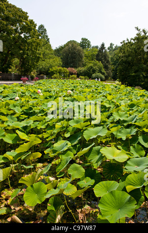 Les Jardins Botaniques de Villa Taranto,,conçu par le capitaine McEacharn,Scotsman 1884-1964,Palanza,Lac Majeur,lacs italiens, Italie Banque D'Images