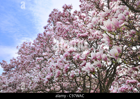 Magnolia fleurs roses et blanches sur un arbre Banque D'Images