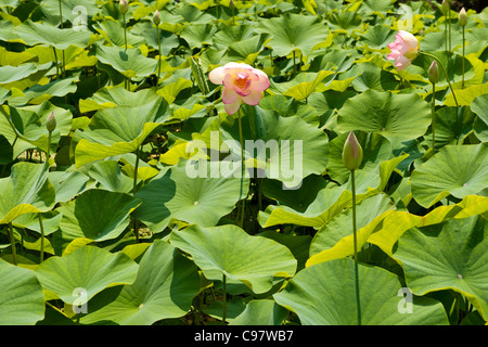 Les Jardins Botaniques de Villa Taranto,,conçu par le capitaine McEacharn,Scotsman 1884-1964,Palanza,Lac Majeur,lacs italiens, Italie Banque D'Images