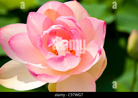 Les Jardins Botaniques de Villa Taranto,,conçu par le capitaine McEacharn,Scotsman 1884-1964,Palanza,Lac Majeur,lacs italiens, Italie Banque D'Images