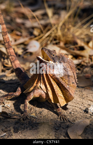 À col jabot (Chlamydosaurus kingii lézard). Le Kakadu National Park, Territoire du Nord, Australie Banque D'Images