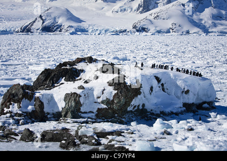 Un grand groupe de pingouins s'amusant dans les collines enneigées de l'Antarctique Banque D'Images