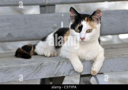 Chat errant dans l'île d'Hydra, Grèce Banque D'Images