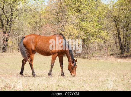 Au début du printemps Bay horse pasture Banque D'Images
