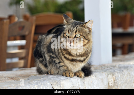 Chat errant dans l'île d'Hydra, Grèce Banque D'Images