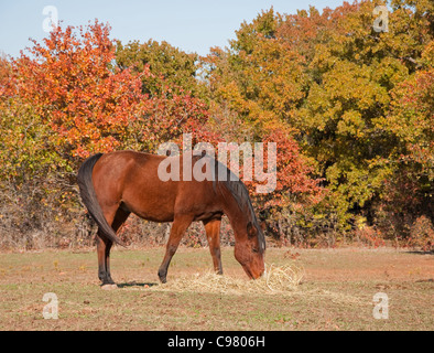 Red Bay horse eating hay en pâturage d'automne Banque D'Images