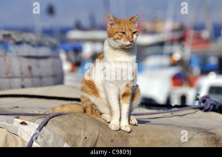 Chat errant dans l'île d'Hydra, Grèce Banque D'Images