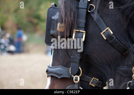 Shirehorse bridle détail Banque D'Images