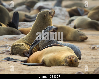 Les otaries à fourrure du Cap dans la région de Colony Banque D'Images