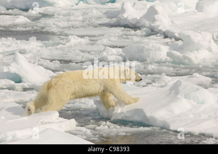 Polar Bear cub de l'adolescent (Ursus maritimus) pontage des glaces flottantes dans le détroit d'Hinlopen (Hinlopenstretet) près de Wilhelmøya, archipel du Svalbard, Norvège Banque D'Images