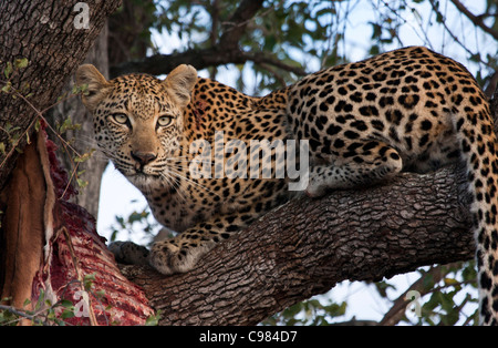 Leopard avec les vestiges d'un impala tuer dans un arbre Banque D'Images