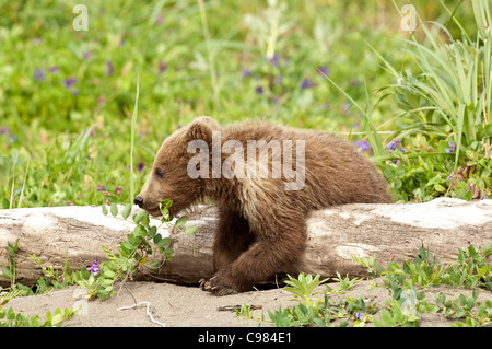 Stock photo d'un ours brun d'Alaska à travers un journal cub portant sur l'alimentation de la végétation. Banque D'Images