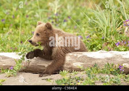 Stock photo d'un ours brun d'Alaska à travers un journal cub portant sur l'alimentation de la végétation. Banque D'Images